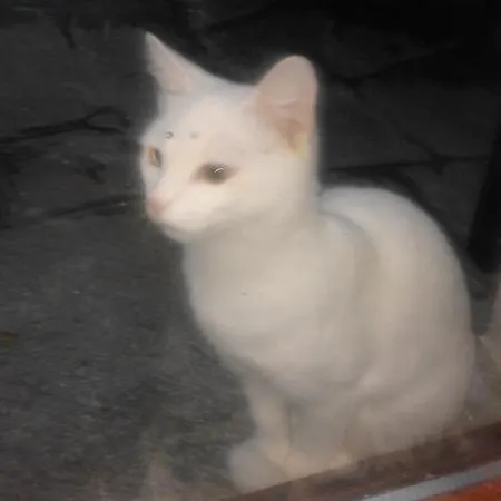 Landhaus Casa Ramonda Neive